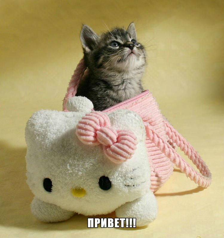 Привет