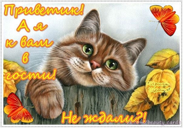 Привет