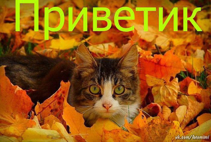 Привет