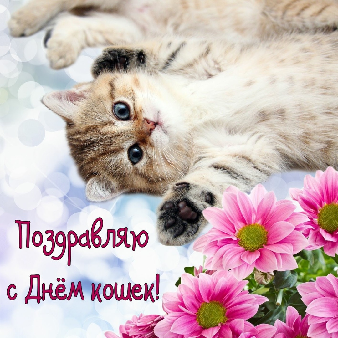 Открытка «День кошек» №6743