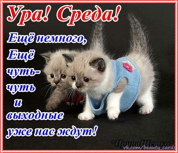 Открытка «Среда» №1554
