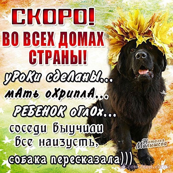 Приколы