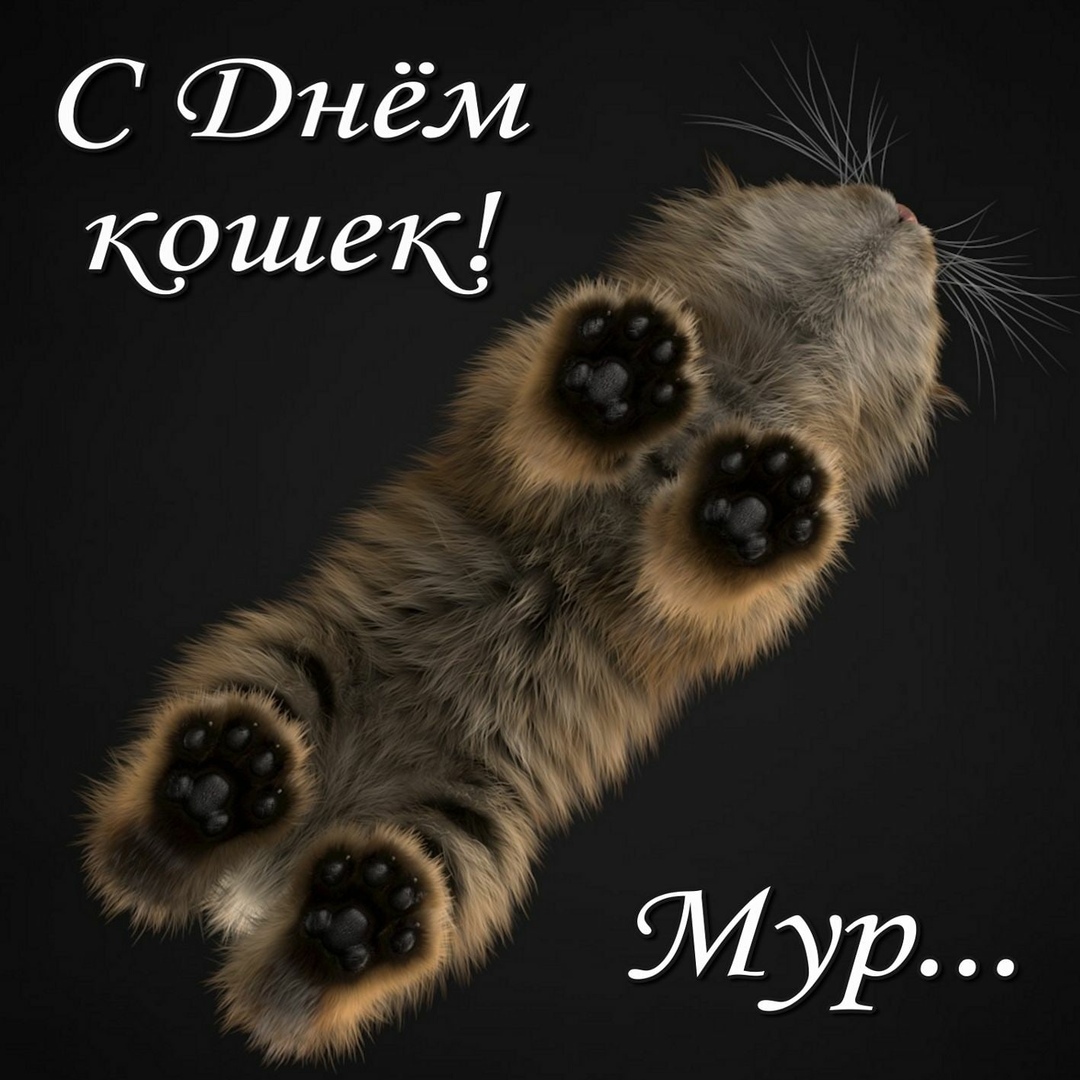 День кошек