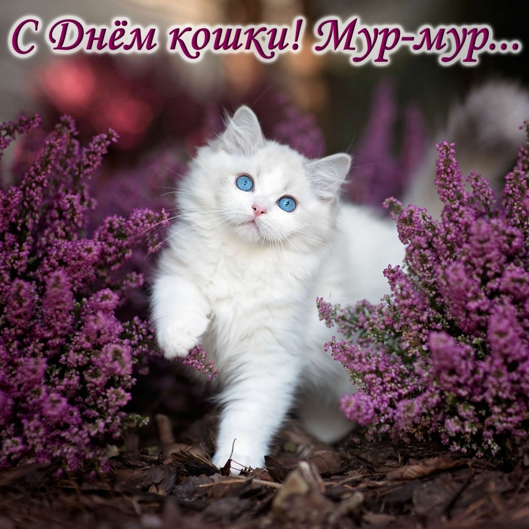 День кошек