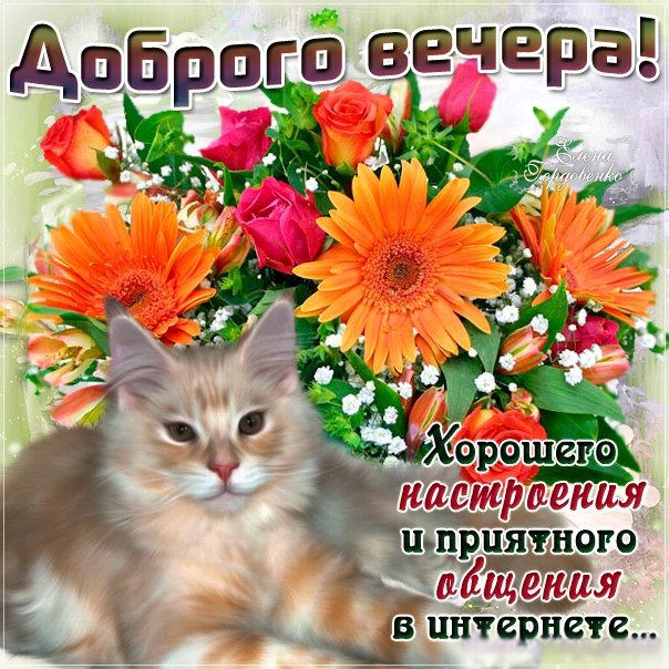 Добрый вечер