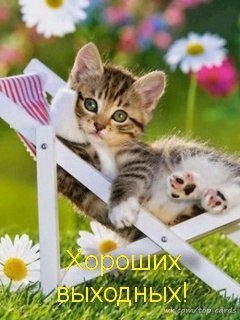Открытка «Выходные» №1585