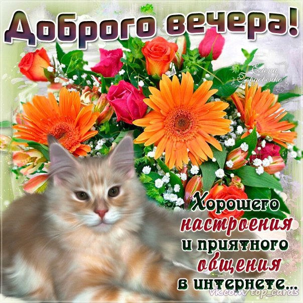Добрый вечер