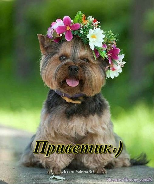 Привет