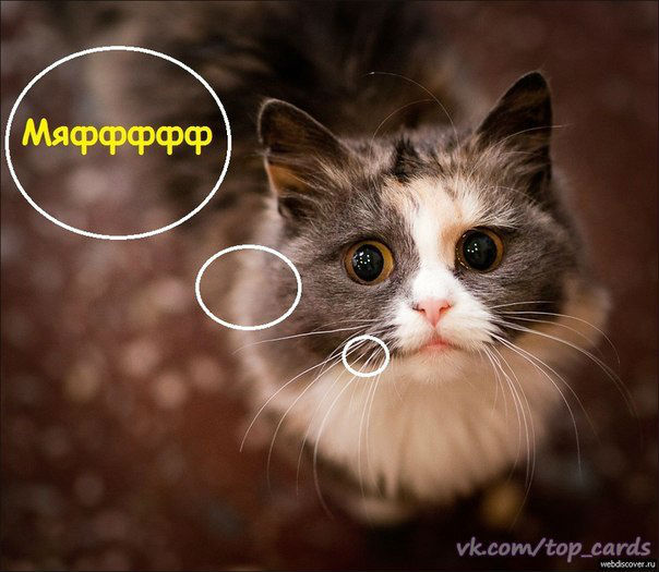 Привет