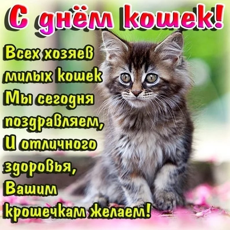 Открытка «День кошек» №6746