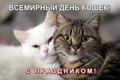 Открытка «День кошек» №6735